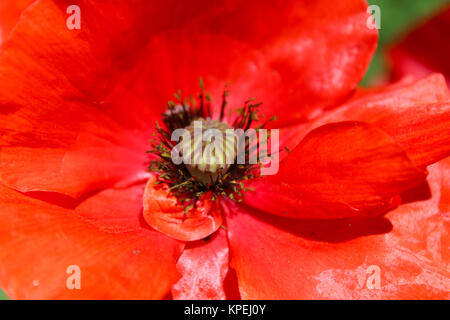 beautiful big flower of red poppy Stock Photo