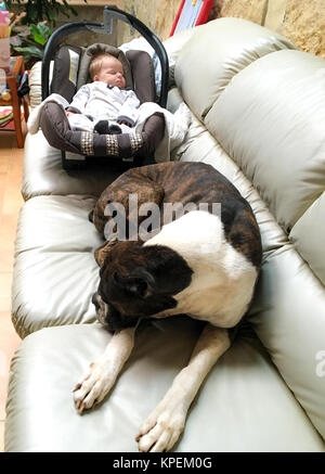 Boxer Dog And Newborn Stock Photo