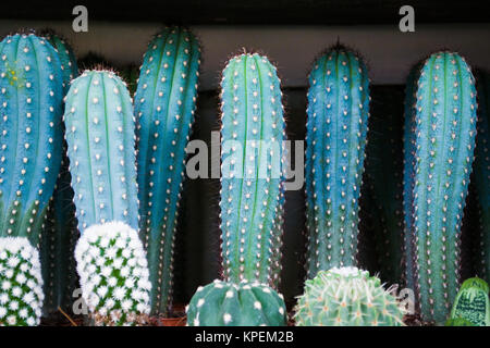 set neon cactus minimal creative stillife Stock Photo