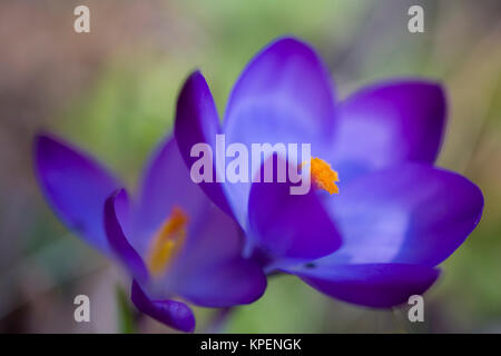 Krokus im Frühjahr und wolkenloser Himmel,nah fotografiert,Pflanzen im sonnigen Gegenlicht,Formen und Farben Stock Photo