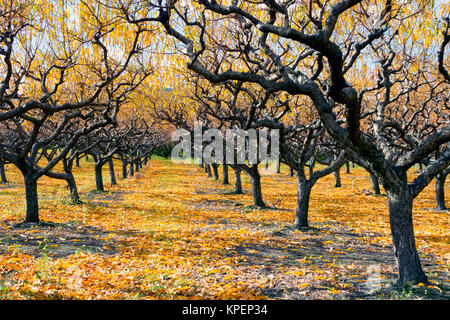 Organic peach orchard with fall colors during the autumn season in the Okanagan Valley, British Columbia, Canada. Stock Photo