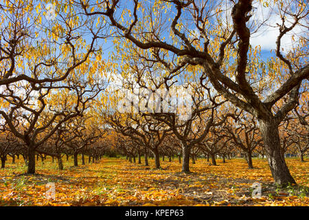 Organic peach orchard with fall colors during the autumn season in the Okanagan Valley, British Columbia, Canada. Stock Photo