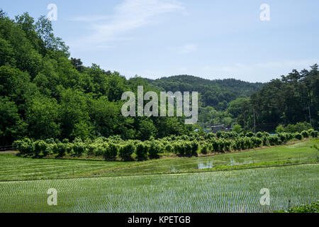 Farming in Gangneung Stock Photo