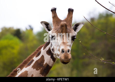 close up Giraffe portrait Stock Photo