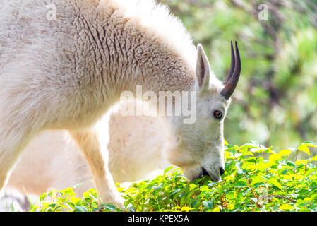 Rocky Mountain Goat Eating Stock Photo