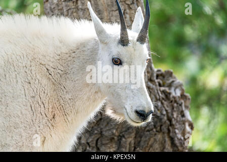 Rocky Mountain Goat Closeup Stock Photo