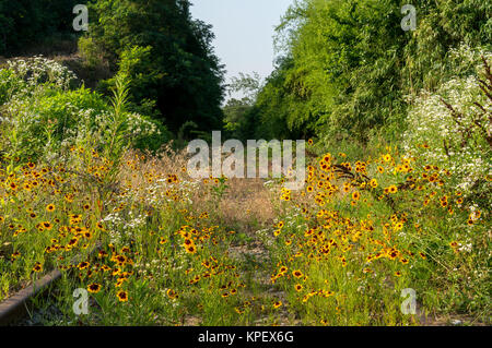 Golden Coreopsis in an abandoned railway. Stock Photo