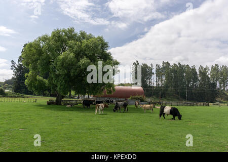 agrodome farm tour Stock Photo