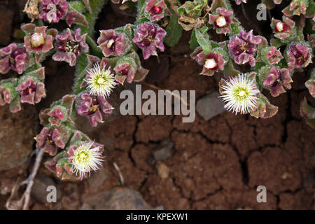 Kristall-Mittagsblume (Mesembryanthemum crystallinum) Stock Photo