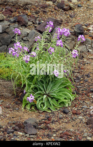 madeira wallflower (matthiola maderensis) Stock Photo