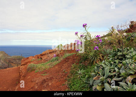 Madeira-Levkoje (Matthiola maderensis), Canical, Madeira, Portugal Stock Photo