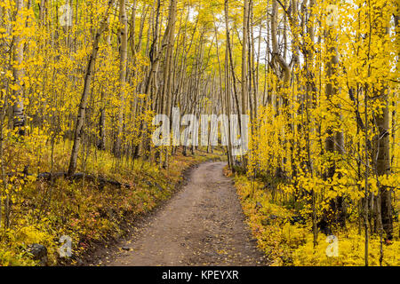 Golden Trail - A cloudy autumn day view of a unpaved hiking trail curving through a golden aspen forest in autumn, Colorado, USA Stock Photo