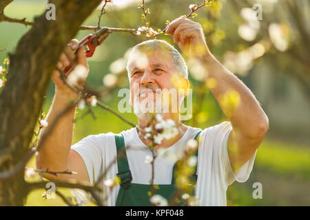 Portrait of a handsome senior man gardening in his garden, on a lovely spring day (color toned image) Stock Photo