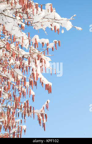 Melting snow on birch or alder catkins against spring sky Stock Photo