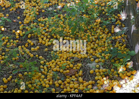Cherry plum fruits on the earth