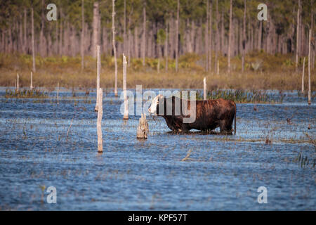 Herd of cattle travel through a marsh in Louisiana and graze as they go. Stock Photo