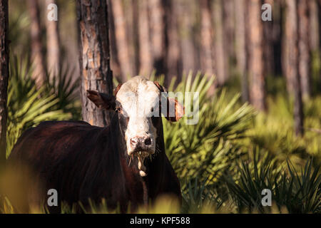 Herd of cattle travel through a marsh in Louisiana and graze as they go. Stock Photo