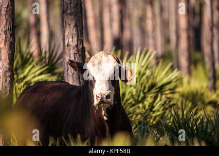 Herd of cattle travel through a marsh in Louisiana and graze as they go. Stock Photo