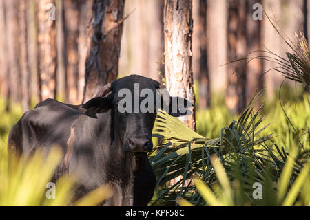 Herd of cattle travel through a marsh in Louisiana and graze as they go. Stock Photo