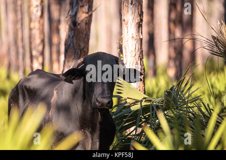 Herd of cattle travel through a marsh in Louisiana and graze as they go. Stock Photo