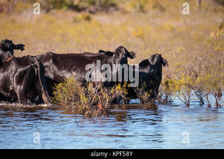 Herd of cattle travel through a marsh in Louisiana and graze as they go. Stock Photo