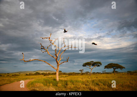 Wildlife sightseeing in one of the prime wildlife destinations on earht -- Serengeti, Tanzania. Ground hornbills flying from dead tree and stormy sky.