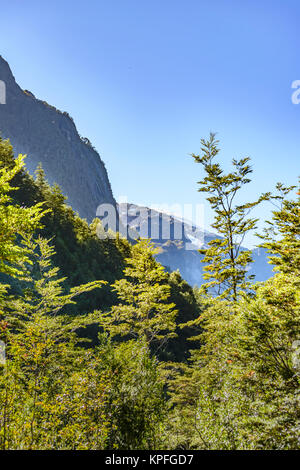 Patagonia landscape forest scene at queulat national park, aysen, chile Stock Photo