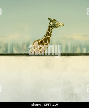 Beautiful artistic giraffe profile and a wall underneath with a sky skyline and clouds in the background Stock Photo