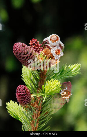 Two Morganite Engagement Diamond rings on budding spruce tree branch Stock Photo