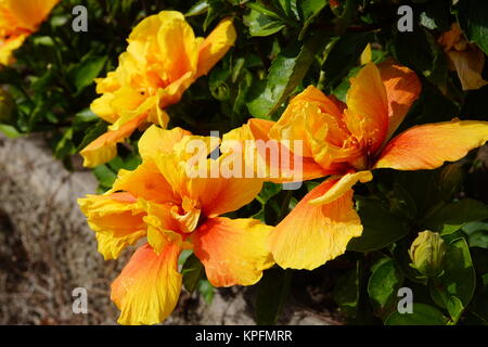 Chinesischer Roseneibisch (Hibiscus rosa-sinensis) Stock Photo