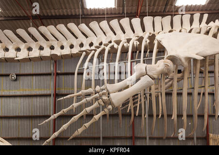 Southwest Australia, Albany, Whale World, former Whaling Station, whale skeleton Stock Photo