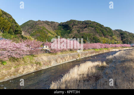 Cherry blossom in kawazu Stock Photo