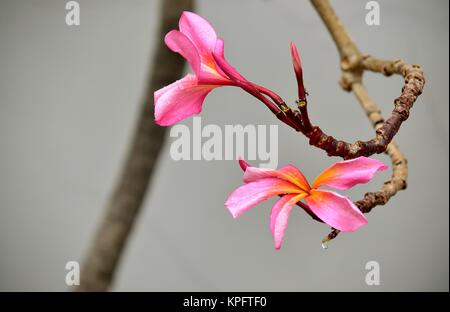 A beautiful spray of pink frangipani or plumeria flowers shot against a white wall Stock Photo