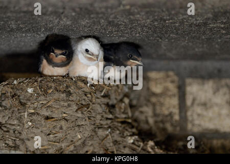 Barn Swallow / Swallows ( Hirundo rustica ), chicks in nest, almost fledged, one with white plumage, rare pigment defect, leucistic, leucism, Europe. Stock Photo