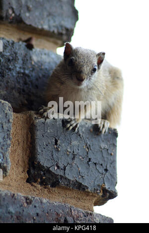 Mabalingwe, a tree squirrel sitting on a brick wall, Paraxerus cepapi Stock Photo