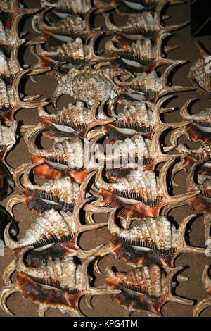 Mozambique, flea market, Chiragra spider conch shells for sale in Ponta Do Ouro Stock Photo