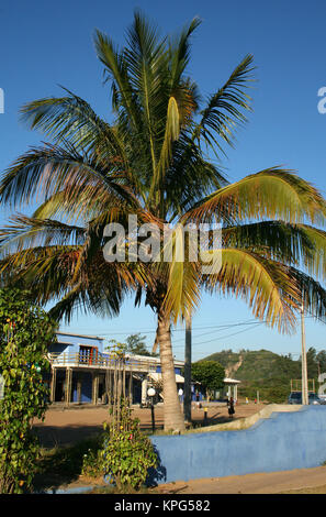 Mozambique, large palm tree with shops in the background in Ponta Do Ouro Stock Photo