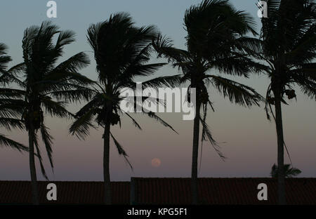 Mozambique, early evening in Ponta Do Ouro with palm trees blowing in the wind Stock Photo