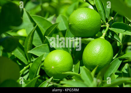 Green lemon on lemon tree with green leaves Stock Photo