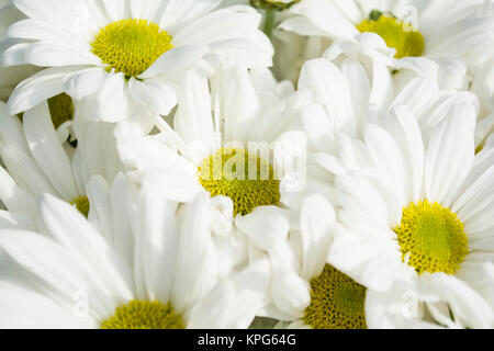 yellow white paper flowers seamless background Stock Photo