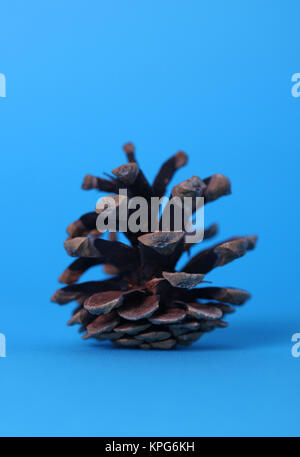 Pine cone isolated on blue background Stock Photo