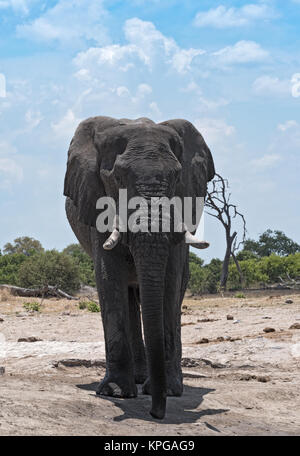 Elephant Bull at a waterhole in Chobe National Park, Botswana Stock Photo