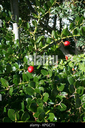 Natal Plum, shrub, Hermanus, South Africa Stock Photo