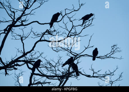 Crows sitting in deciduous tree in winter Stock Photo