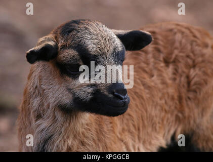 Lamb at the Cameroon sheep in close-up Stock Photo