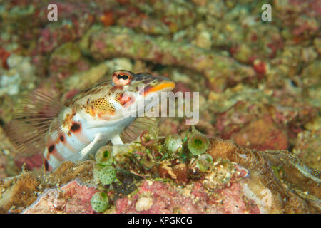 Longfinned Goby (Valenciennea longipinnis) Banda Sea, Indonesia Stock Photo