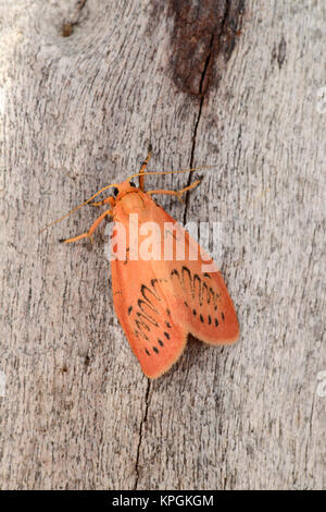 Rosy Footman Moth (Miltochrista miniata) adult at rest on tree trunk, Monmouth, Wales, July Stock Photo