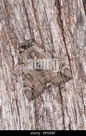Rosy Underwing Moth (Catocala electa) adult moth at rest on tree trunk, captive bred. Stock Photo