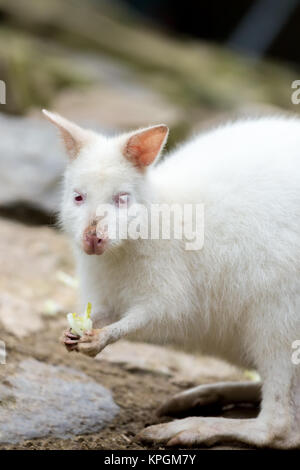 Closeup of a Red-necked Wallaby white albino female Stock Photo