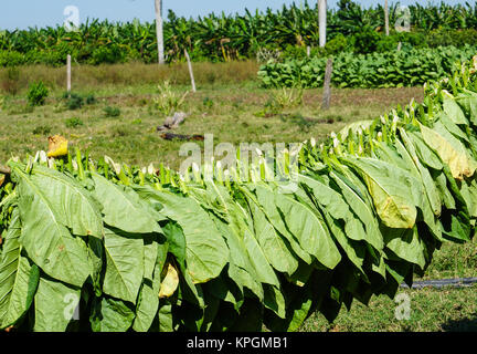 Tobacco leaves harvest Stock Photo